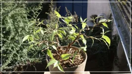 le grand ficus bonsai fev2017.webp