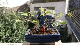 le petit ficus bonsai fev2017.webp