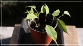 bouture de ficus benjamina fev2017.webp