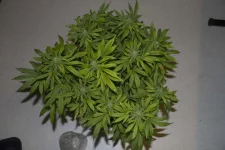 IMG_5522.webp IMG_5522.webp