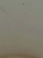 20250123_102936.webp 20250123_102936.webp