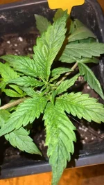 IMG_4986.webp