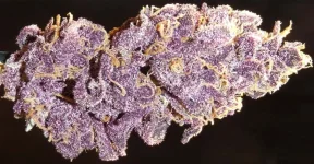 bud seche.webp
