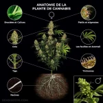 Cannabis-plant-info-graphic-FR-scaled.webp