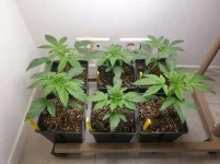 03 Ivory breath 12-12 +3.webp