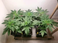 04 Ivory breath 12-12 +10.webp