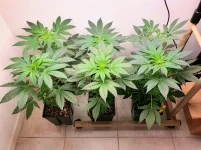 Ivory breath flo +4.webp