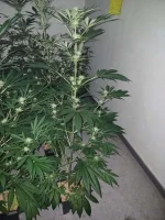 20250403_181755.webp 20250403_181755.webp
