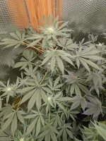 20250125_VKG-F1-3-F_BIRDSEYE.webp