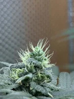20250207_VKG-F1-3-F_APEX.webp