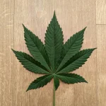 20241222_VKG-F1-3-F_LEAF.webp