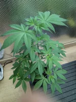 20241228_VKG-F1-3-F_BIRDSEYE.webp
