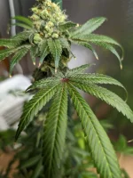 20250307_VKG-F1-3-F_LEAVES.webp