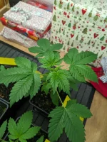20241207_VKG-F1-4-H_BIRDSEYE.webp