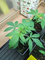 20241207_VKG-F1-5-H_BIRDSEYE.webp