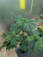 20241228_VKG-F1-4-H_BIRDSEYE.webp