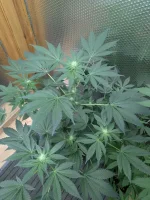 20250111_VKG-F1-4-H_BIRDSEYE.webp