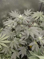 20250118_VKG-F1-4-H_BIRDSEYE.webp