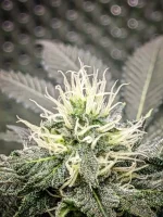 20250125_VKG-F1-4-H_BUD1.webp