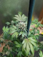 20250307_VKG-F1-4-H_BIRDSEYE2.webp