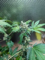 20250307_VKG-F1-4-H_BUDS.webp