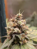 20250307_VKG-F1-4-H_BUDS2.webp