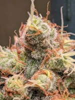 20250307_VKG-F1-4-H_BUDS3.webp