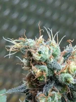 20250307_VKG-F1-4-H_BUDS4.webp