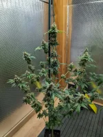 20250307_VKG-F1-4-H_HARVEST.webp