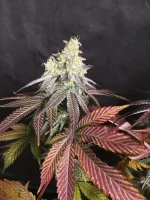 0A82B907-1049-4220-8389-18BAB116E3F4.webp 0A82B907-1049-4220-8389-18BAB116E3F4.webp
