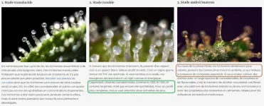 Stade de maturité Trichome cannabis.webp