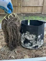 fabric-pot-air-pruned-root-zone-v0-xf3qgr9rt1wc1.webp
