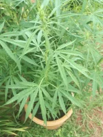 IMG_20170215_173353.webp