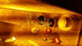rps20170202_120423.webp