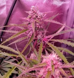 IMG20250621114911~2.webp