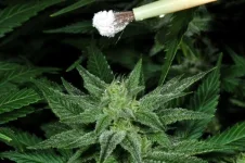 cannabis-pollination-3873738438.webp