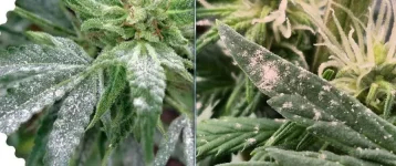 pollen ou oidium.webp