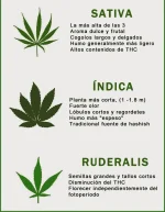 características-semillas-marihuana-2449534791.webp