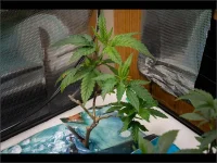 4.webp