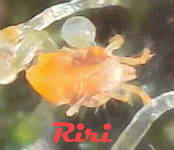 389797257_Araigne-Movie-GIF-1.gif.9c2dd2a2fe204272e614be2194.gif