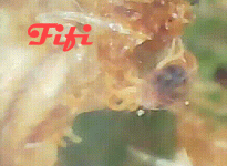 2078605898_Araigne-Movie-GIF-2.gif.f2dd93b4b1939a34434622ab2.gif