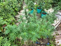 Haze-2025-2.webp