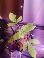 20250910_080422.webp