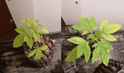 ça va mieux avec les bonnes LED.webp