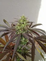 IMG_20251019_160834.webp