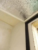 DSCN3278.webp