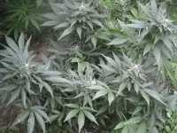 DSCN0663.webp