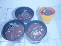les 4 pots.webp