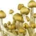 psilocybe_cubensis_mazapatec.webp psilocybe_cubensis_mazapatec.webp