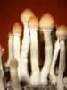 psilocybe_cubensis_thaï.webp psilocybe_cubensis_thaï.webp